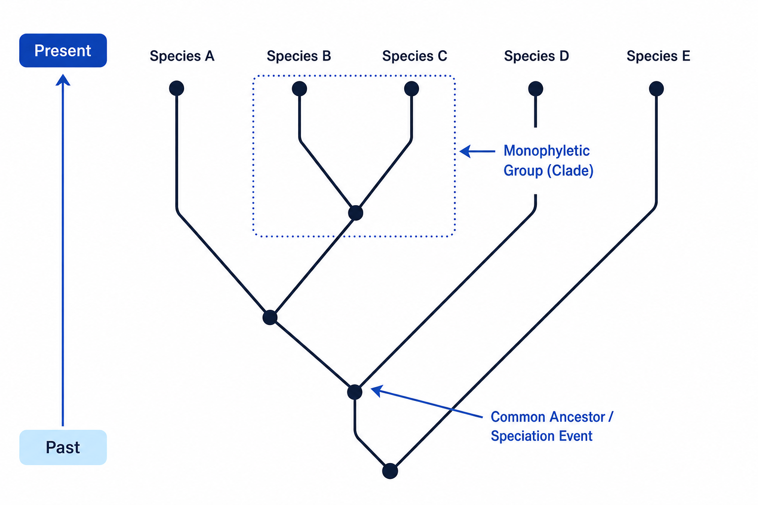 Phylogenetic Tree