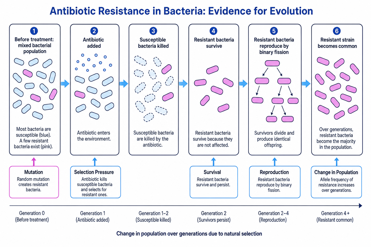 Sequence diagram showing antibiotic resistance in bacteria