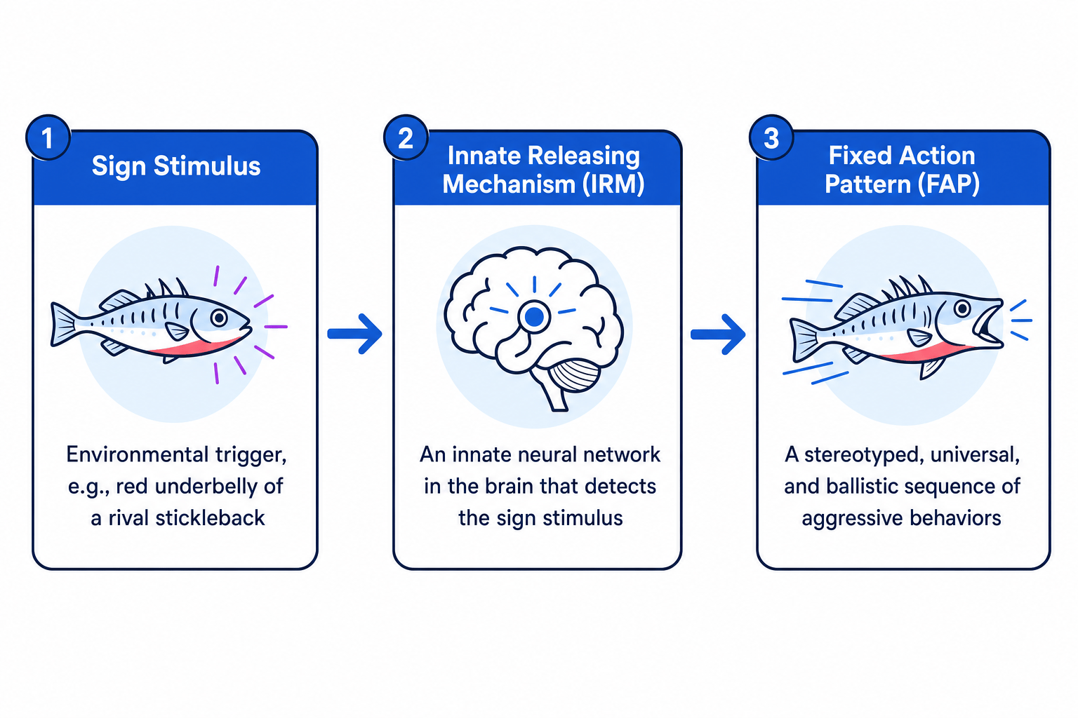The Ethological Mechanism of Aggression