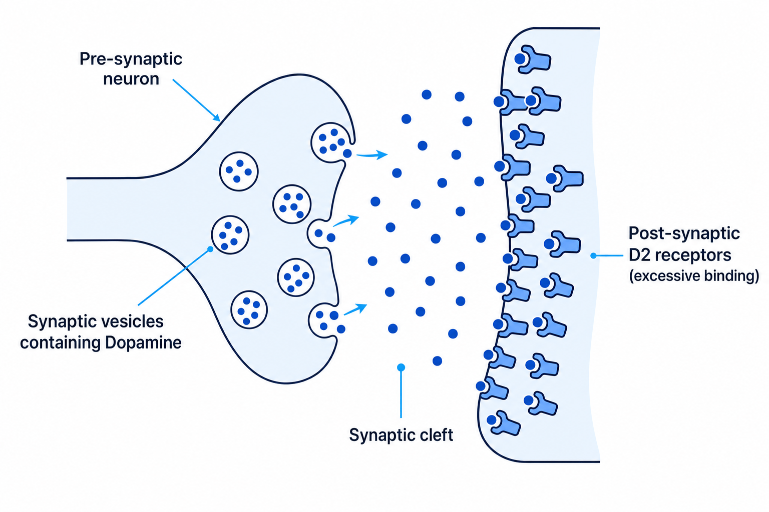 The Dopamine Hypothesis at the Synapse