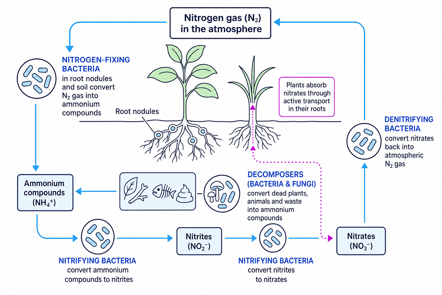 The Nitrogen Cycle