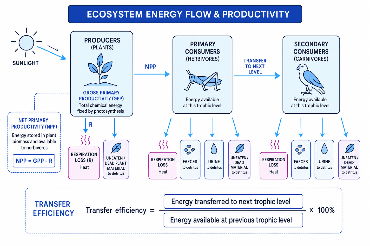 Diagram showing energy flow from sunlight to producers, GPP, respiration losses, NPP, consumers and transfer efficiency