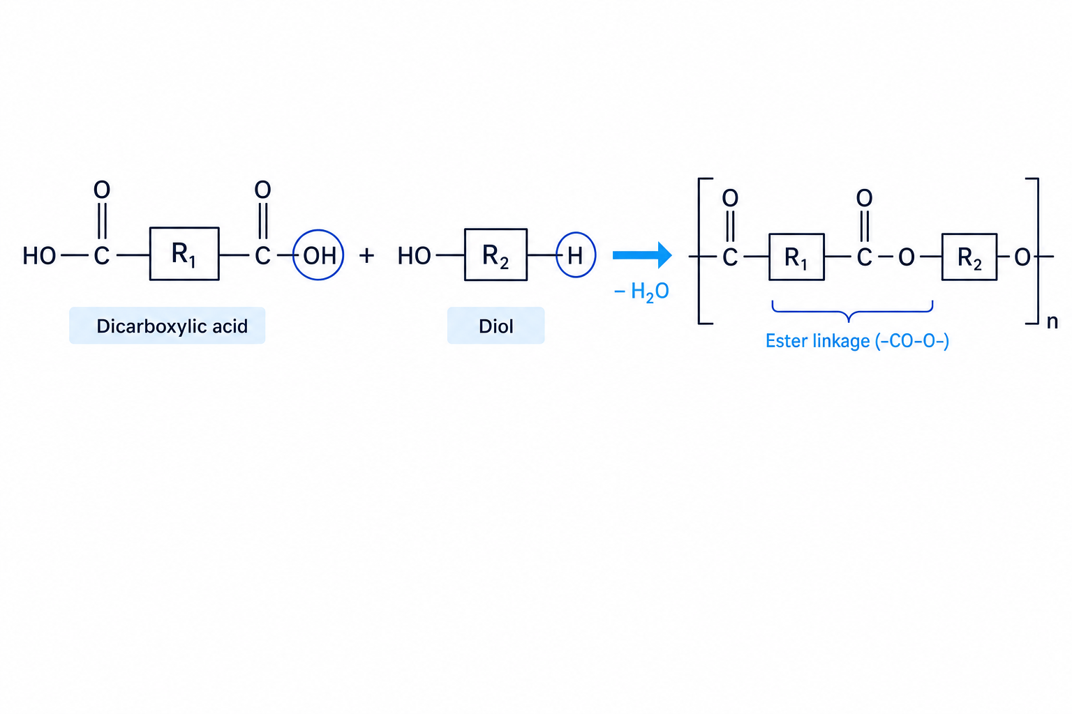 Formation of a polyester from a dicarboxylic acid and a diol