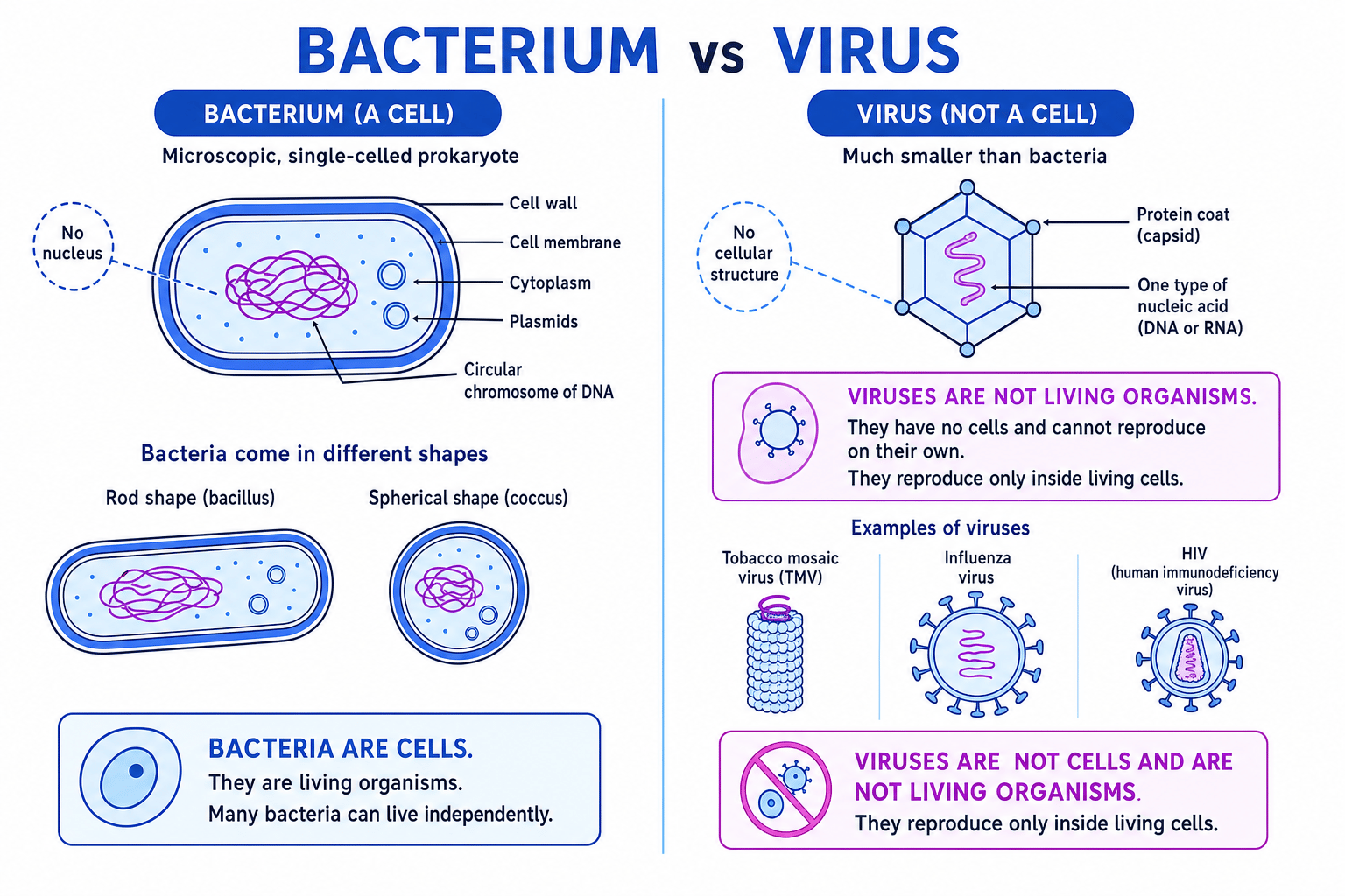 Labelled comparison of a bacterium and a virus