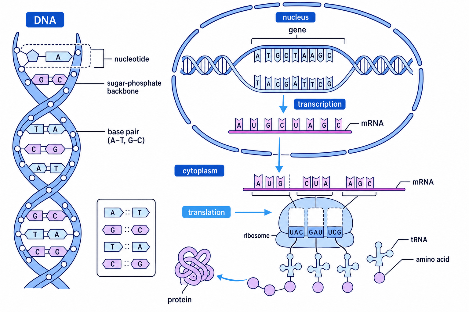 Diagram showing DNA as a double helix, complementary base pairing, and the stages of protein synthesis