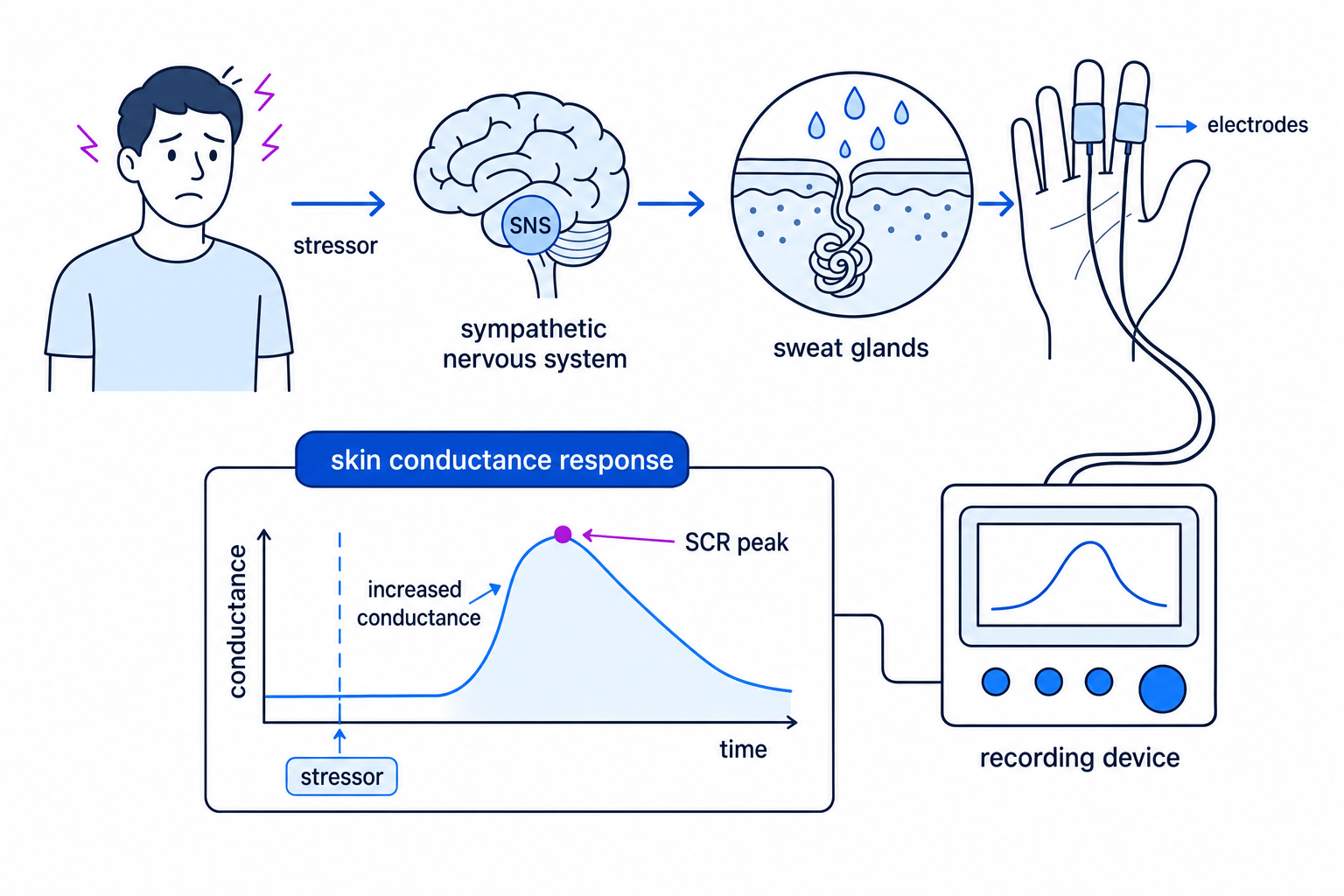 Skin conductance response schematic showing a stressor activating the sympathetic nervous system, sweat glands, electrodes, and an SCR peak