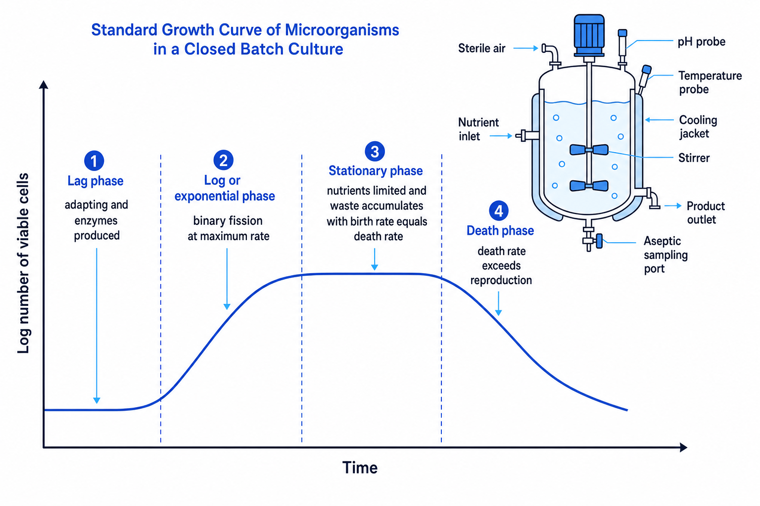Standard growth curve of microorganisms in a closed batch culture with fermenter inset