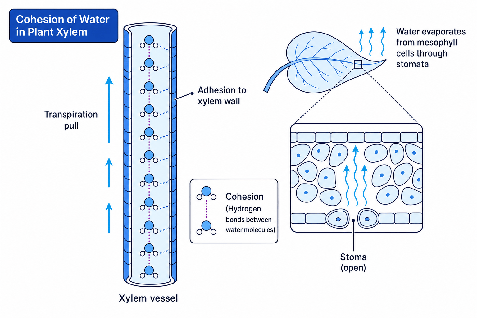 Schematic of cohesion and transpiration pull in plant xylem