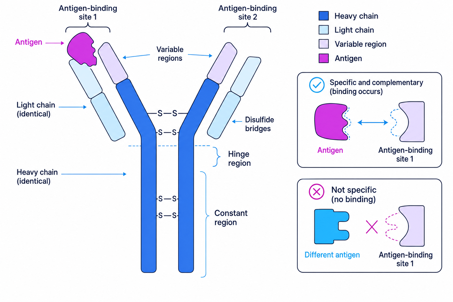 Labelled antibody structure showing heavy chains, light chains, variable regions and antigen-binding sites