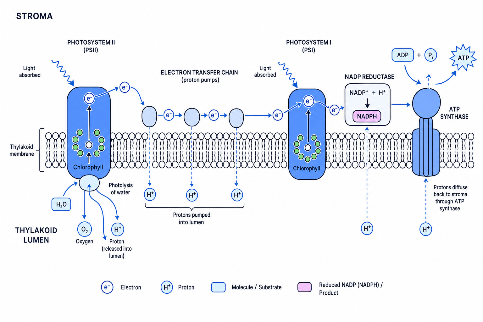 Light-dependent reactions across the thylakoid membrane