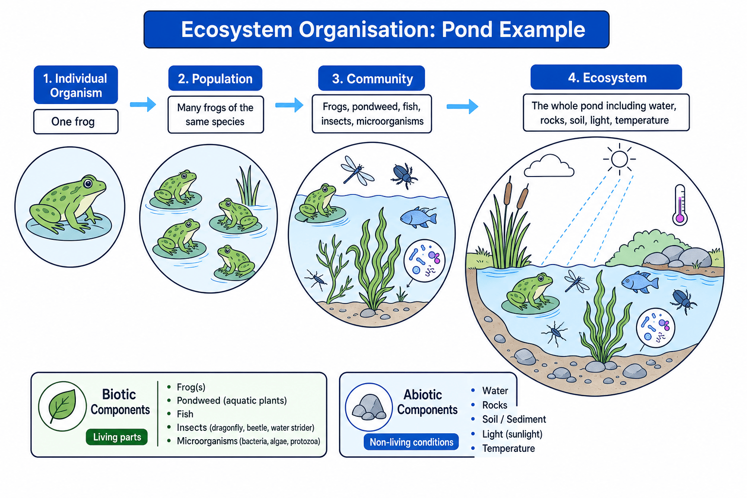 A pond ecosystem organisation diagram showing individual organism, population, community and ecosystem levels