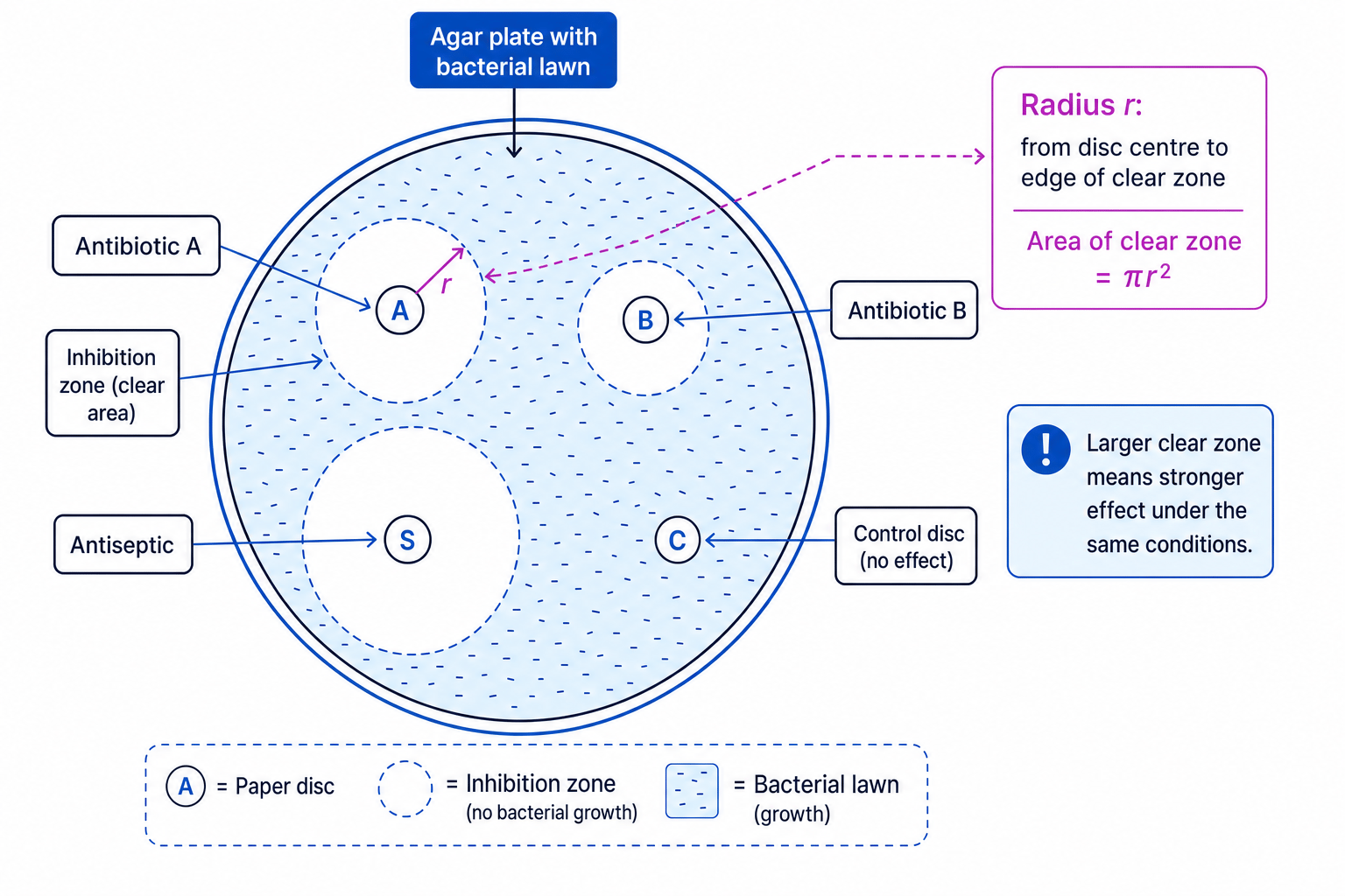 Agar plate showing inhibition zones around antibiotic and antiseptic discs