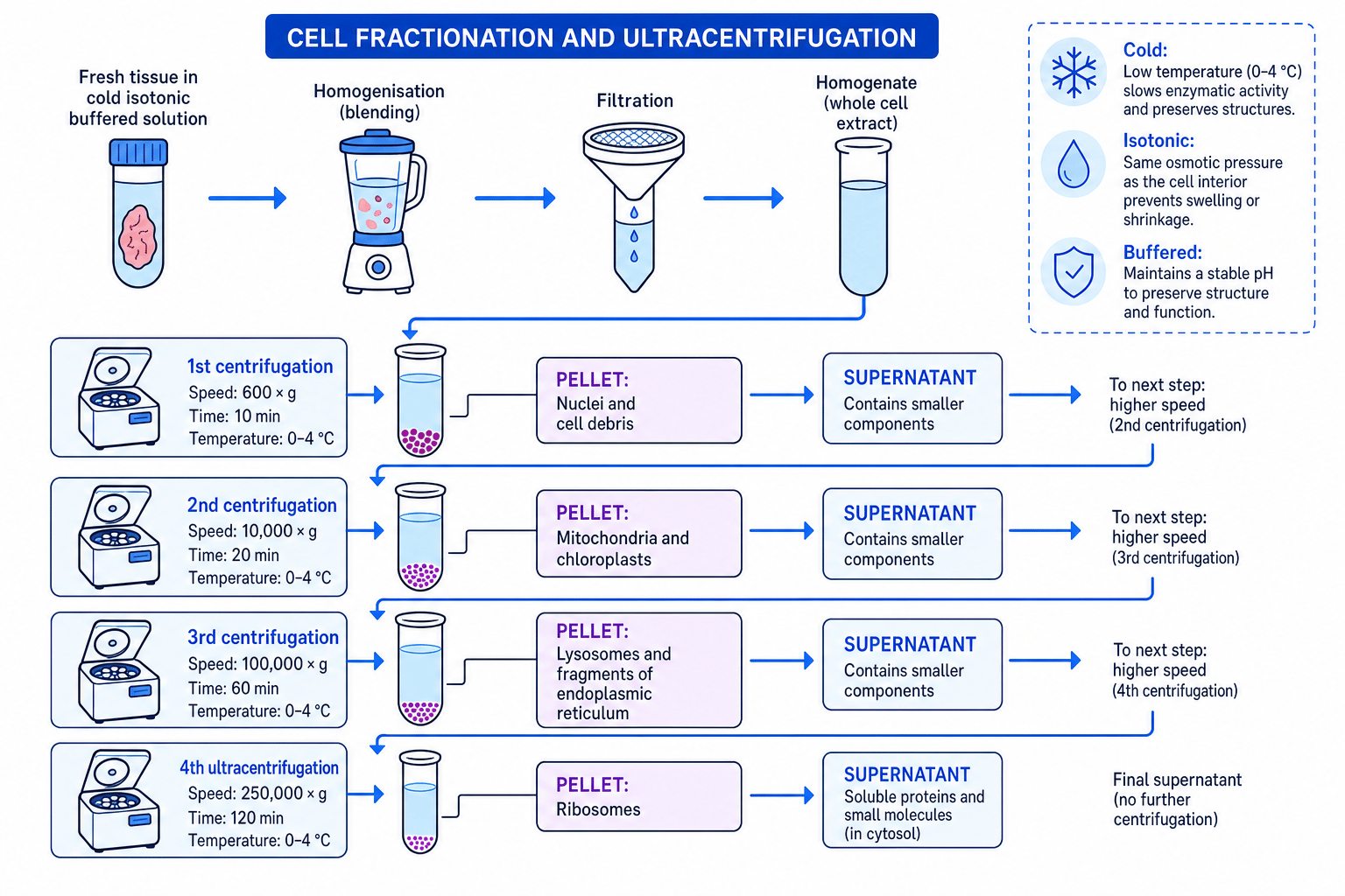 Flowchart of cell fractionation and ultracentrifugation