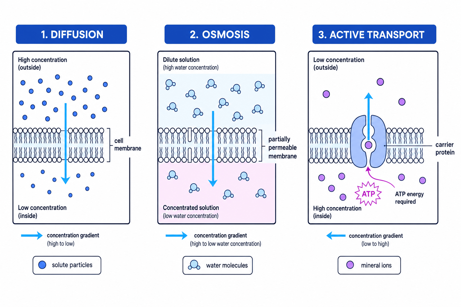 Schematic comparing diffusion, osmosis and active transport across a cell membrane