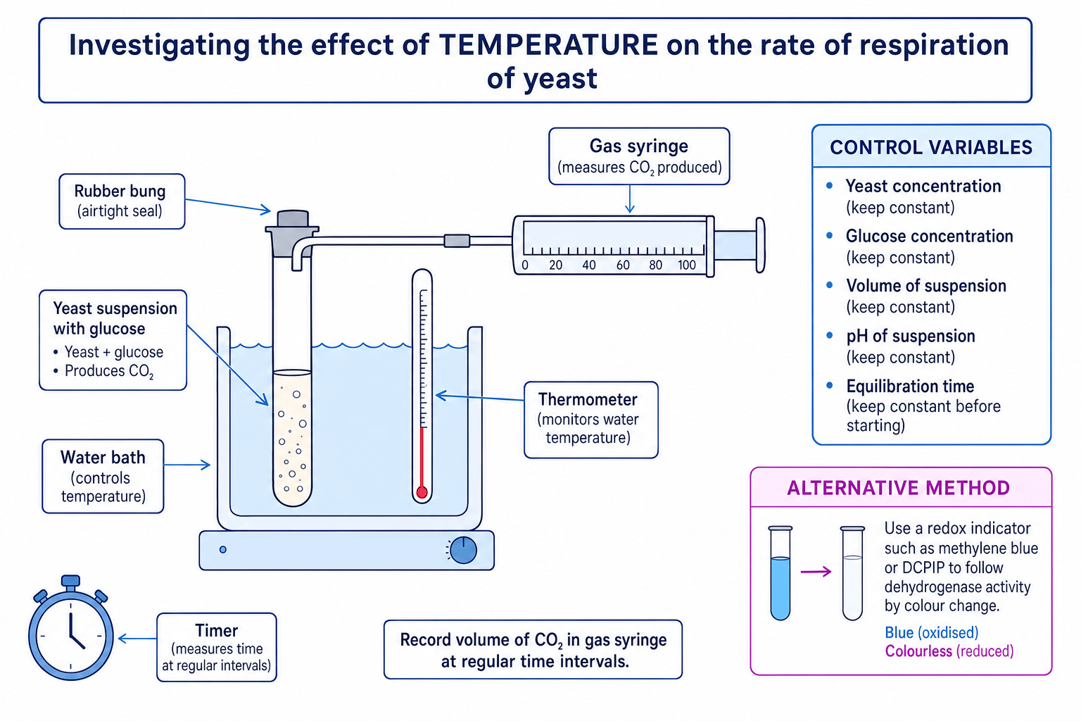 Practical setup for investigating temperature and yeast respiration rate