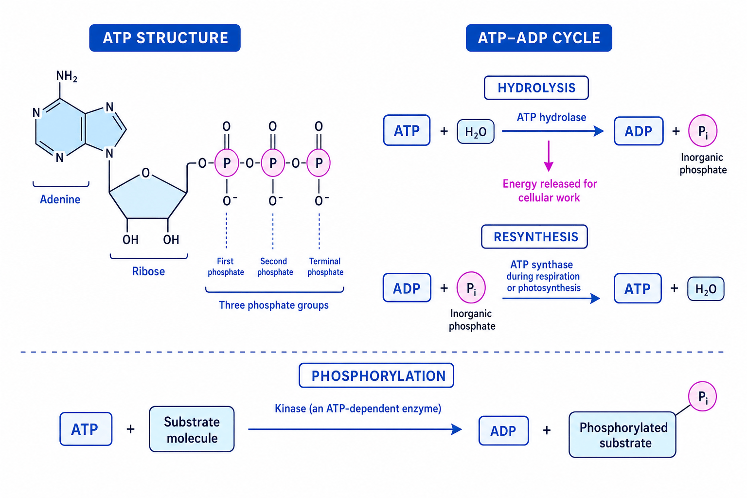 Labelled ATP structure showing adenine, ribose, phosphate groups, hydrolysis, resynthesis and phosphorylation