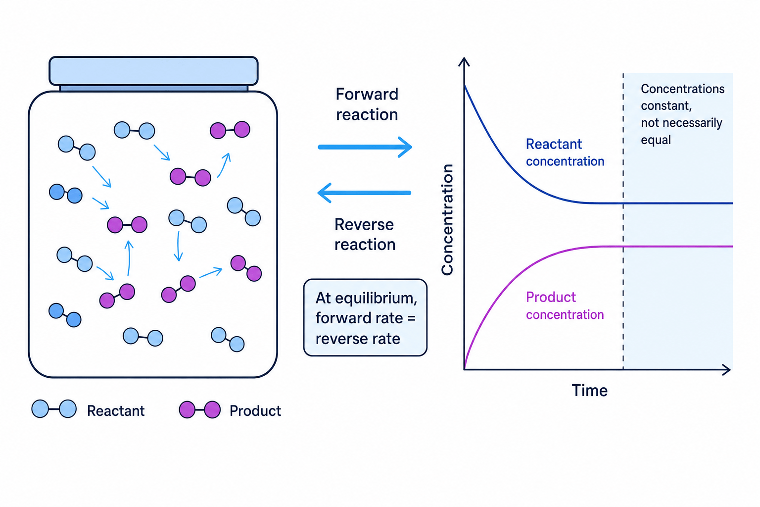 Dynamic equilibrium in a closed system showing equal forward and reverse rates and constant concentrations