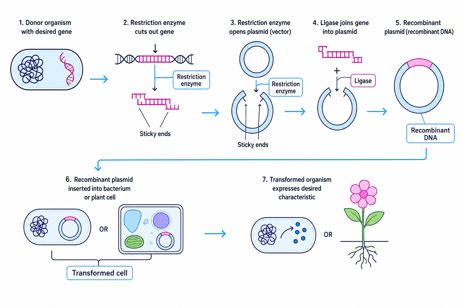 Schematic showing genetic engineering using restriction enzymes, sticky ends, ligase and a plasmid vector