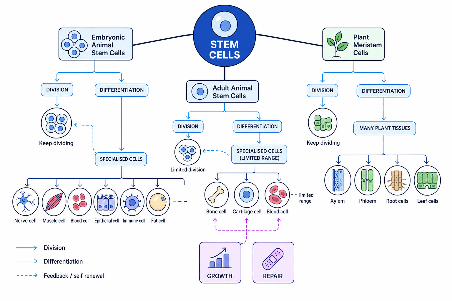Concept map showing embryonic stem cells, adult stem cells and plant meristems differentiating into specialised cells