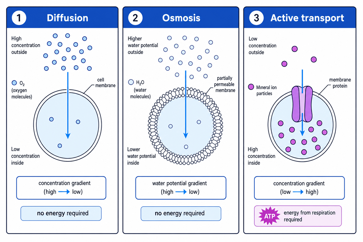 Schematic comparing diffusion, osmosis and active transport across cell membranes