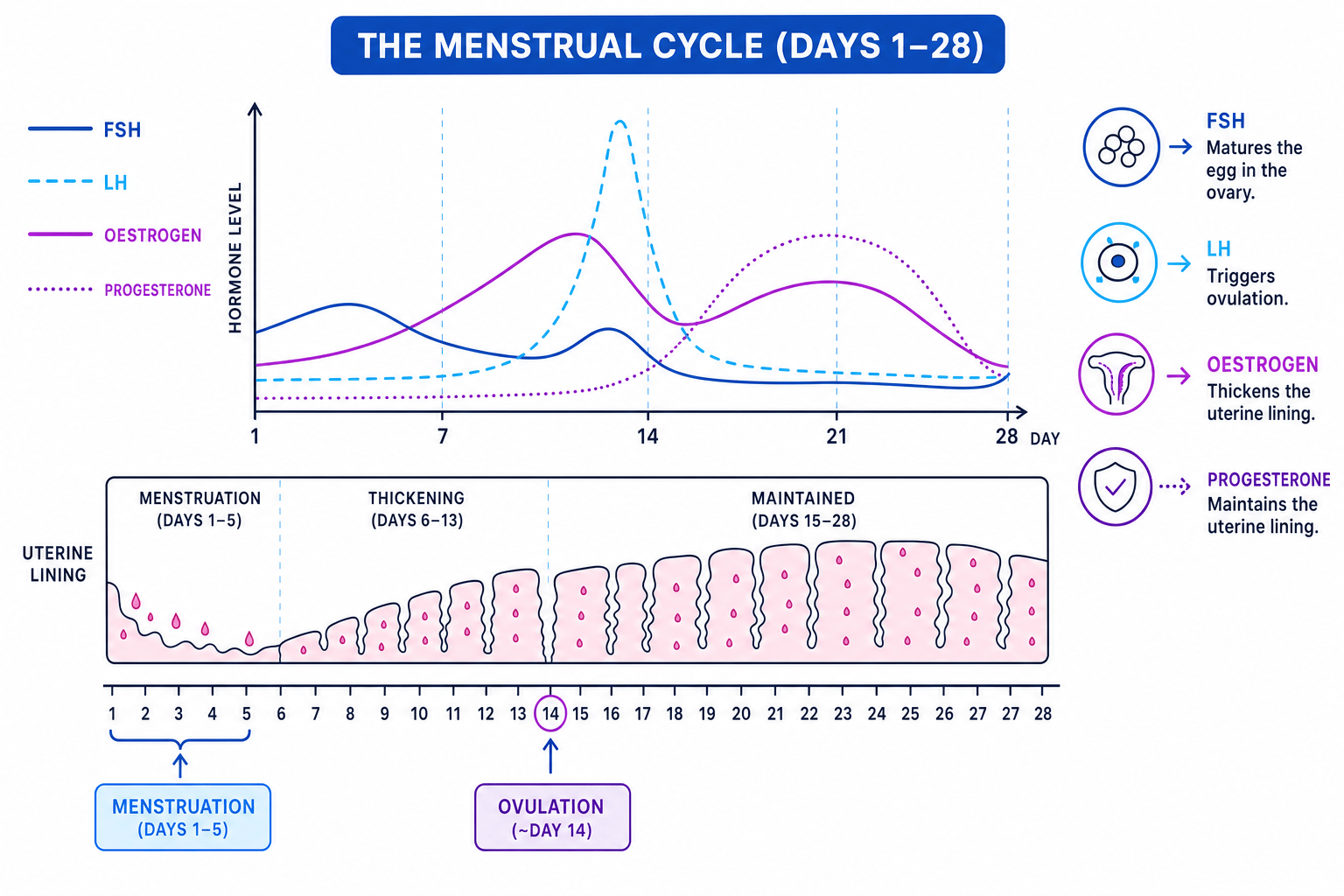 Graph of FSH, LH, oestrogen and progesterone levels across the menstrual cycle with uterine lining changes