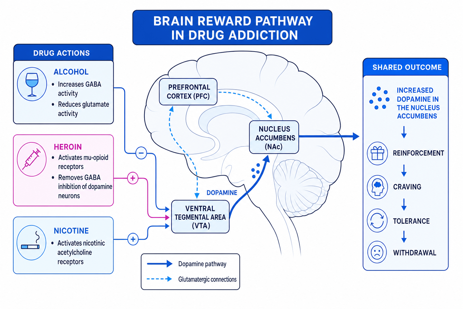 Diagram of the brain reward pathway showing how alcohol, heroin and nicotine increase dopamine in the nucleus accumbens