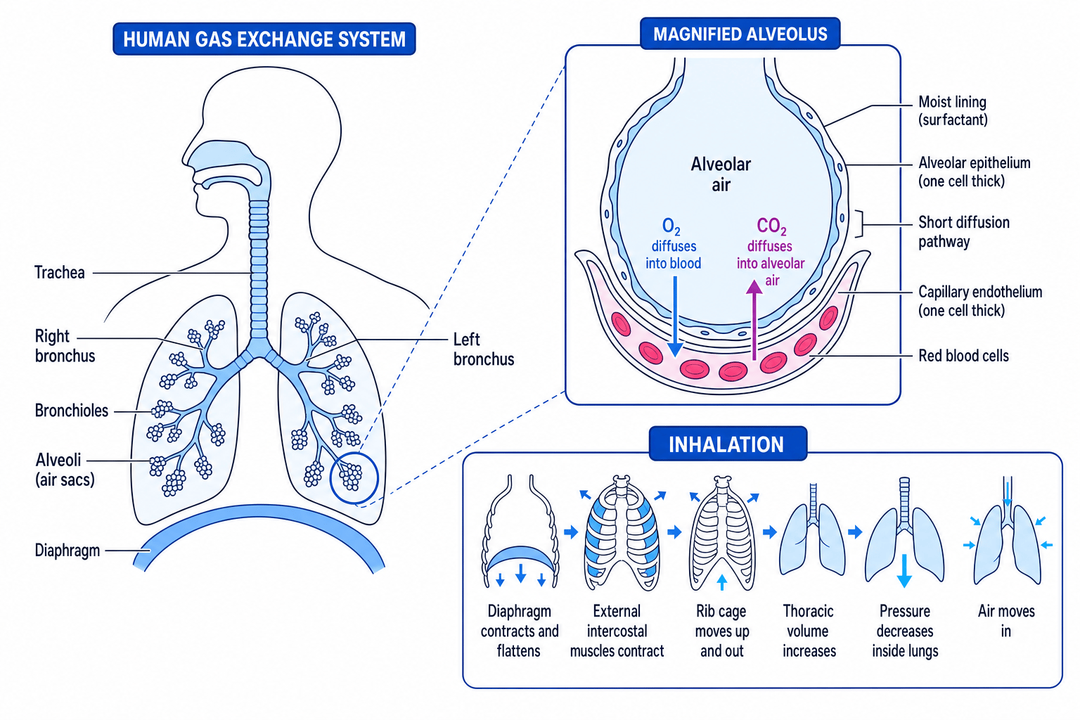 Human gas exchange system with alveolus and inhalation mechanism
