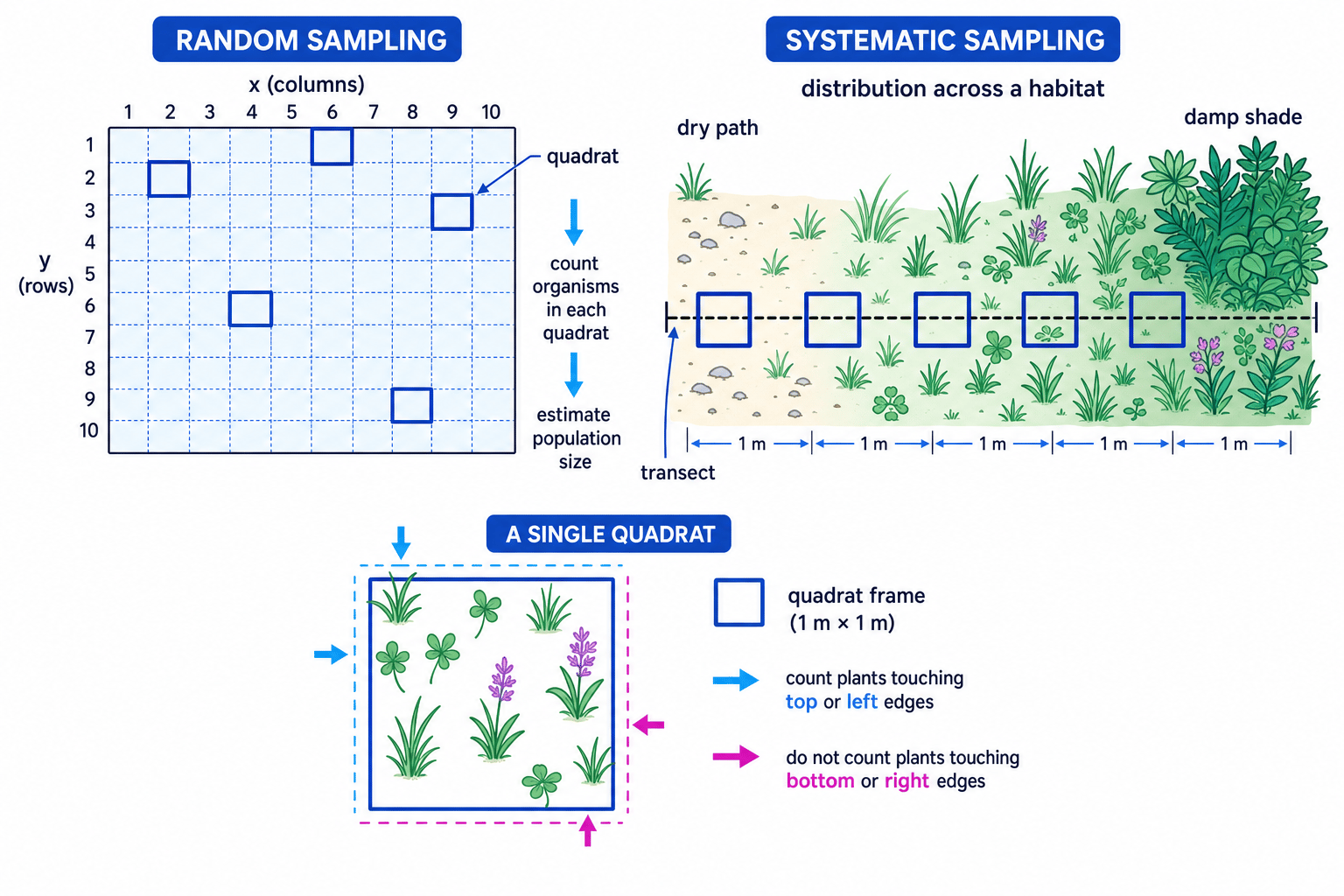Diagram of random quadrat sampling, systematic transect sampling, and a single quadrat edge-counting rule