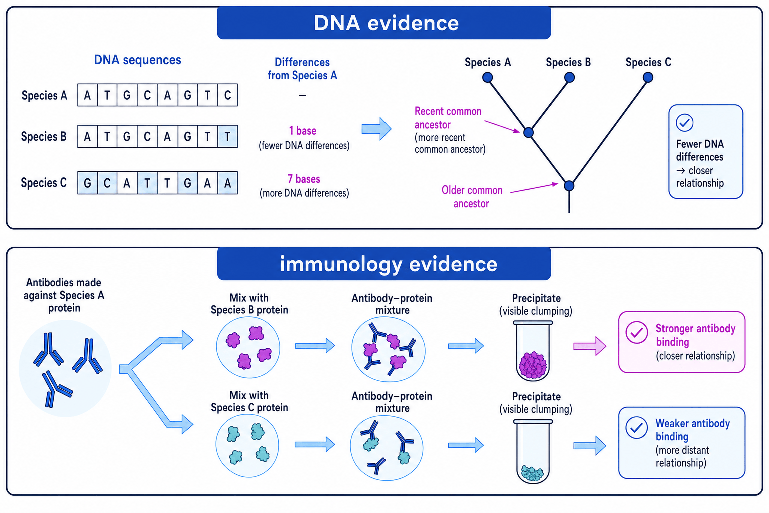 Molecular evidence from DNA sequences and immunology used to infer evolutionary relationships