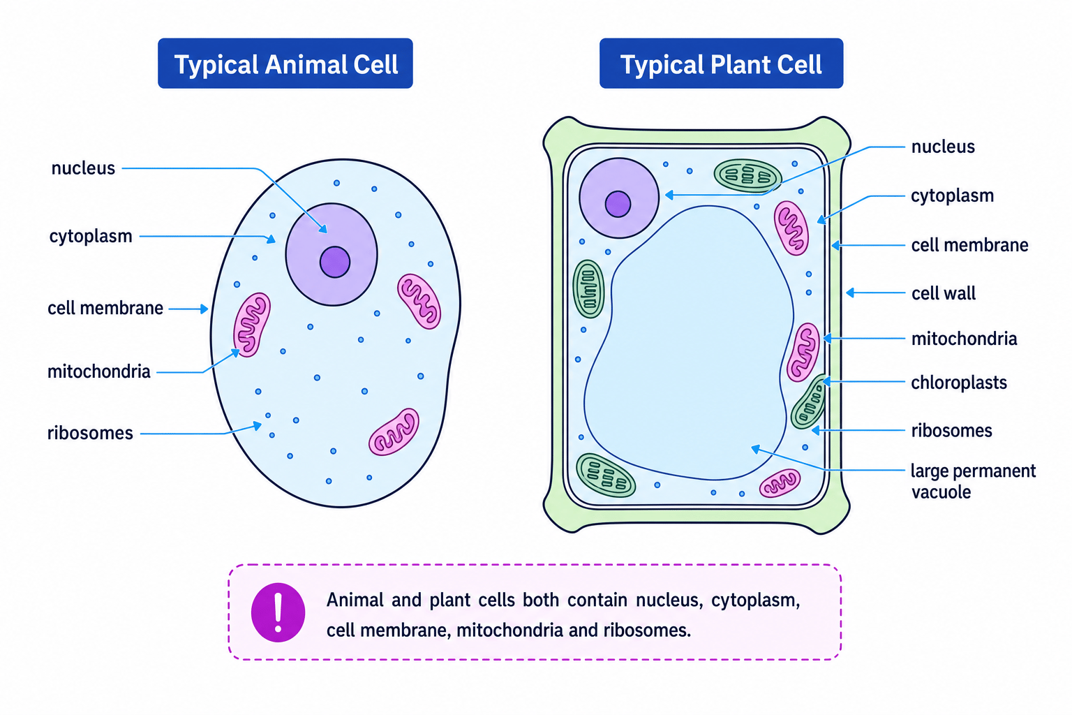 Labelled typical animal and plant cells showing nucleus, cytoplasm, cell membrane, cell wall, mitochondria, chloroplasts, ribosomes and large permanent vacuole