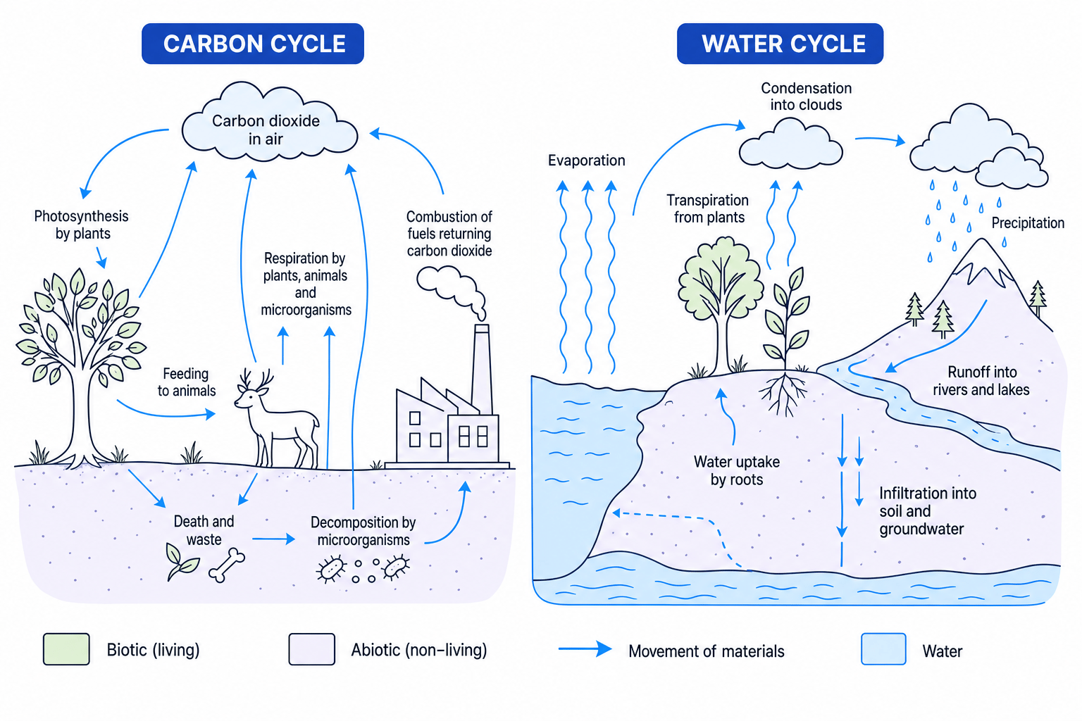 A schematic of the carbon cycle and water cycle showing movement between living and non-living parts of ecosystems