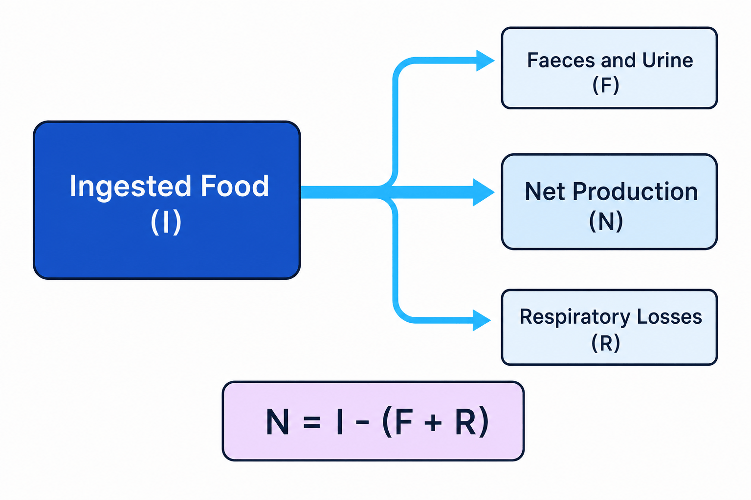 Flow diagram of energy transfer in an animal consumer