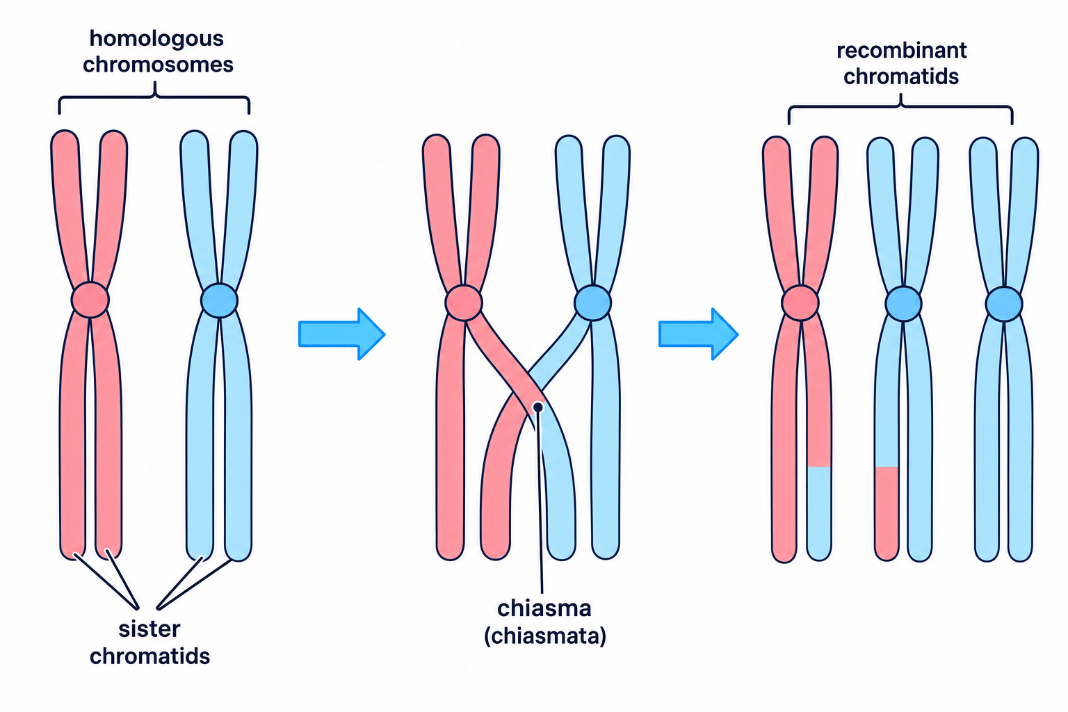Crossing Over during Prophase I