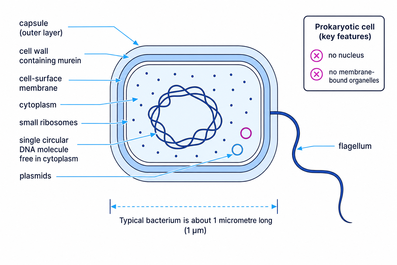 Annotated prokaryotic bacterial cell showing capsule, murein cell wall, cell-surface membrane, cytoplasm, small ribosomes, circular DNA, plasmids and flagellum