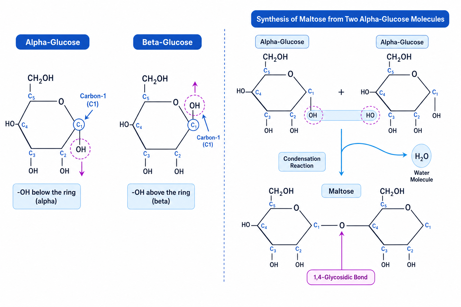 Alpha- and Beta-glucose and Maltose synthesis