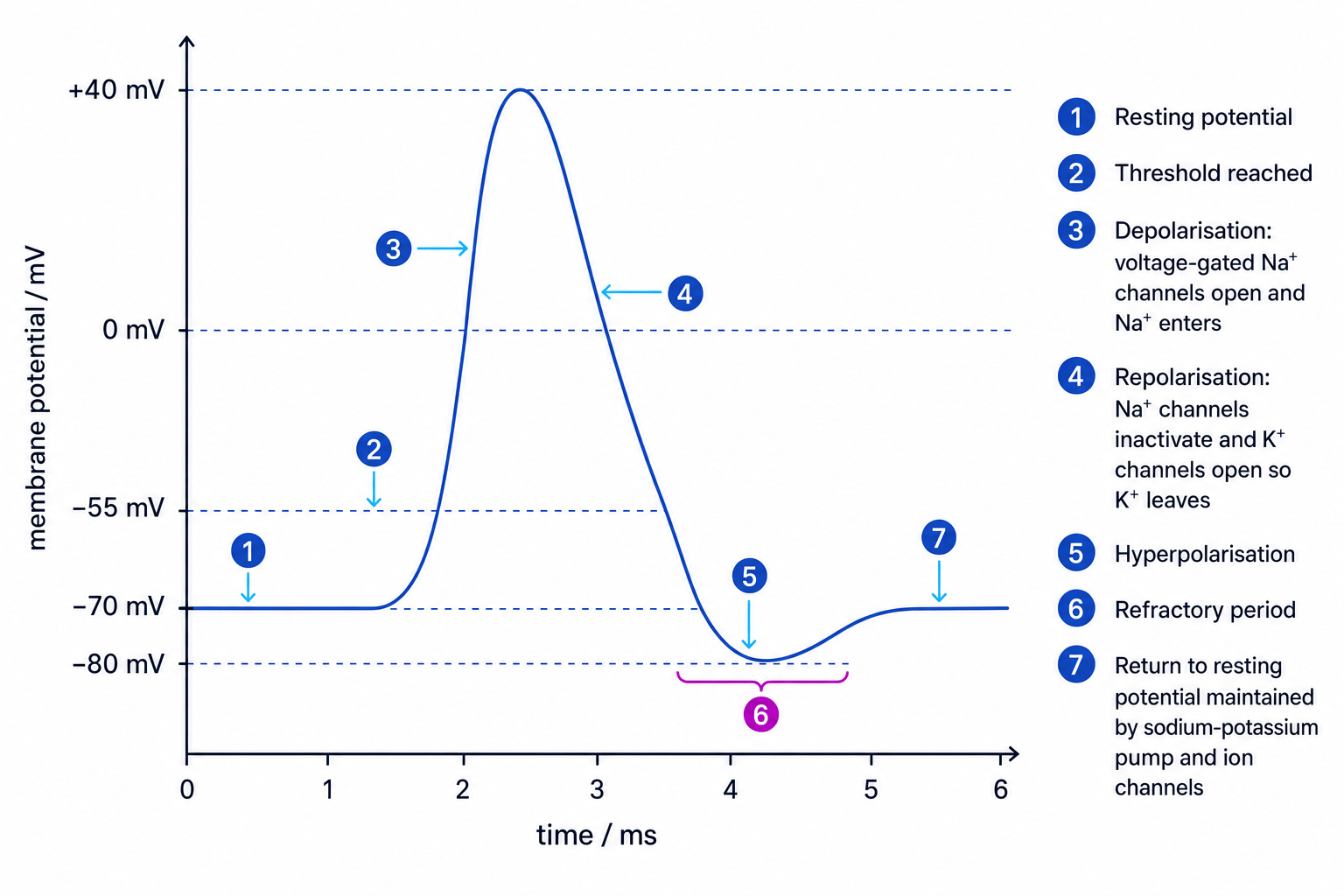 Action potential graph showing depolarisation, repolarisation, hyperpolarisation and refractory period