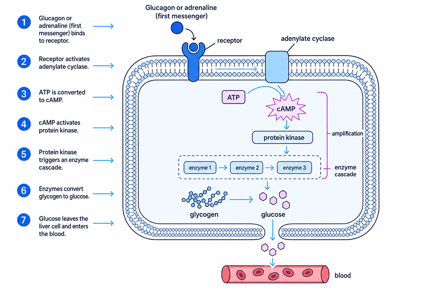 Second messenger model for glucagon and adrenaline
