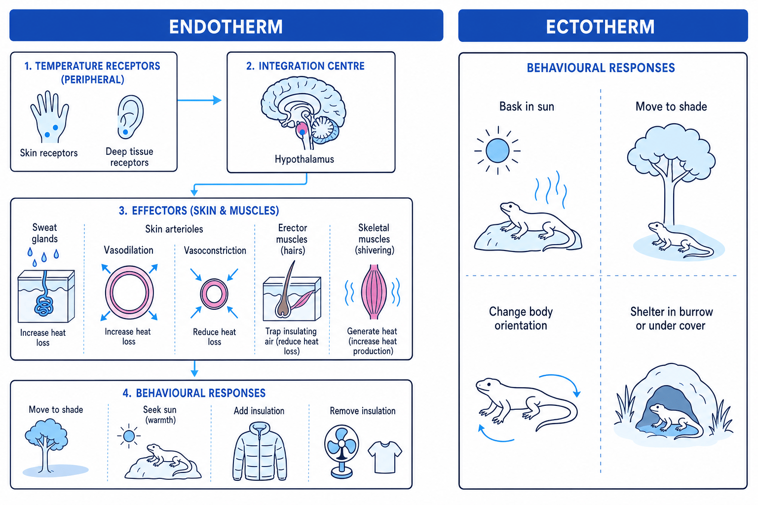 Thermoregulation schematic comparing endotherm effectors and ectotherm behavioural responses