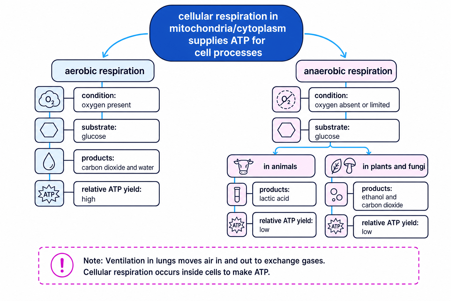 Concept map comparing aerobic and anaerobic respiration