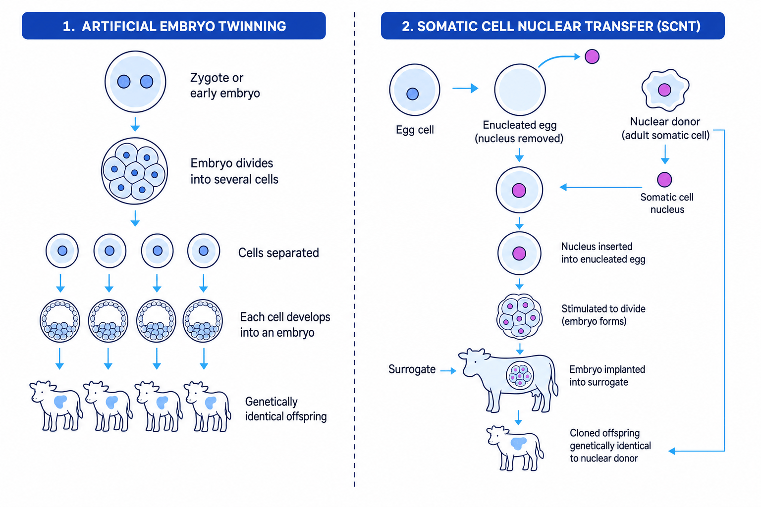 Comparison of artificial embryo twinning and somatic cell nuclear transfer