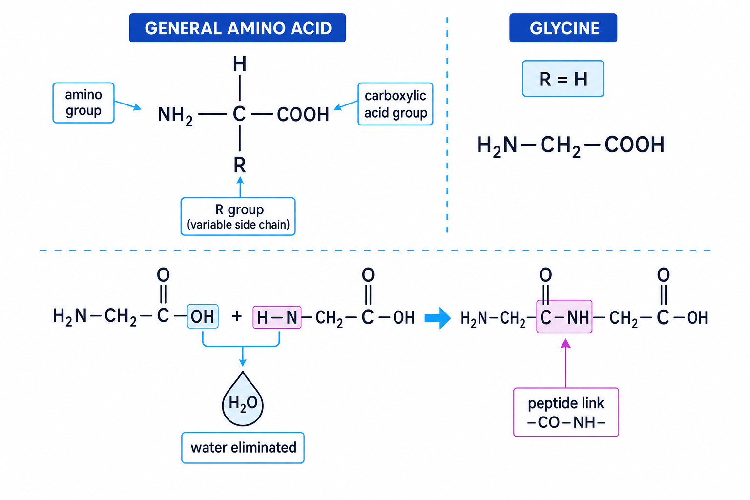 Labelled amino acid and glycine condensation to form a peptide link