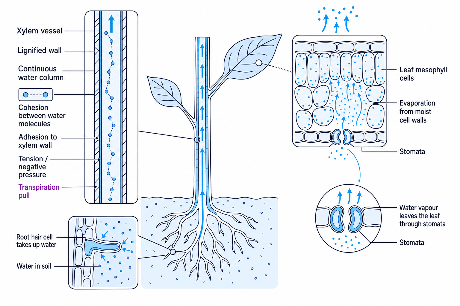 Diagram of cohesion-tension water transport in xylem from roots to leaves