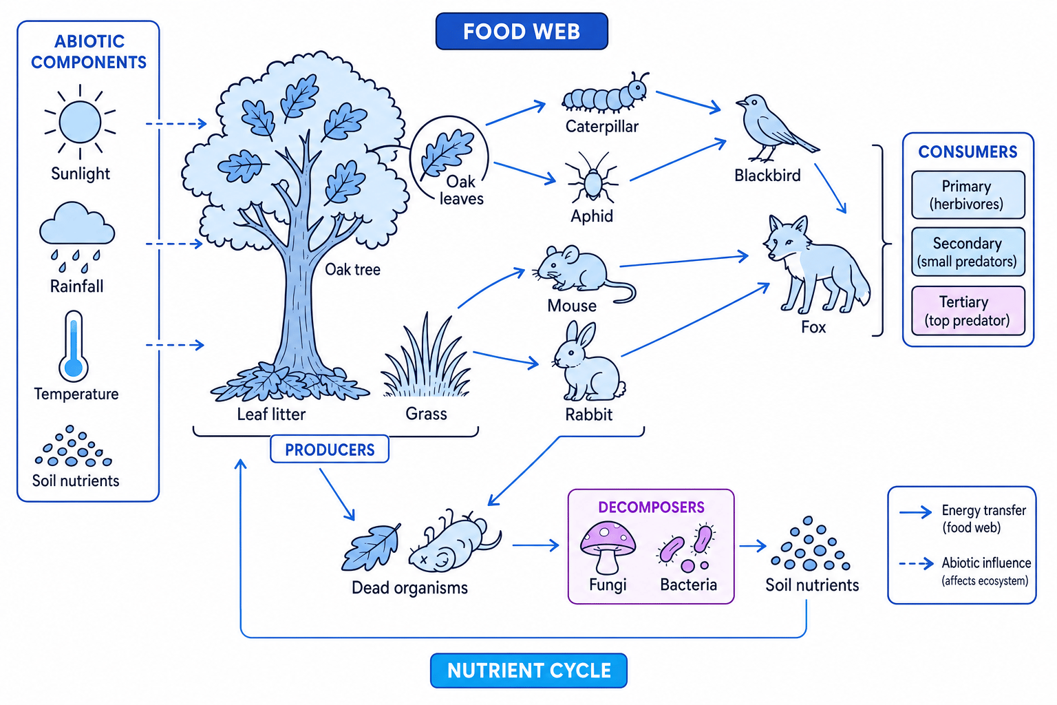 Labelled schematic of a small-scale UK deciduous woodland ecosystem showing abiotic components, producers, consumers, decomposers, a food web and nutrient cycling