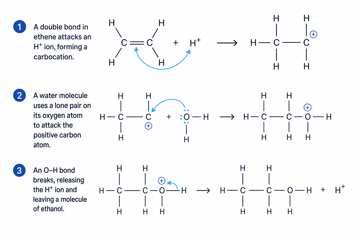 Electrophilic addition of steam to ethene