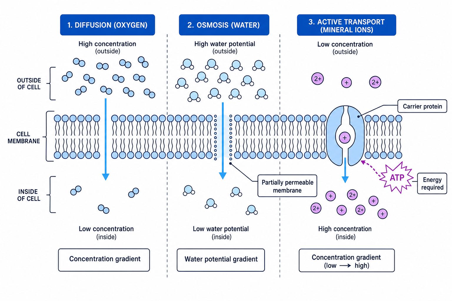 Diagram comparing diffusion, osmosis and active transport across a cell membrane