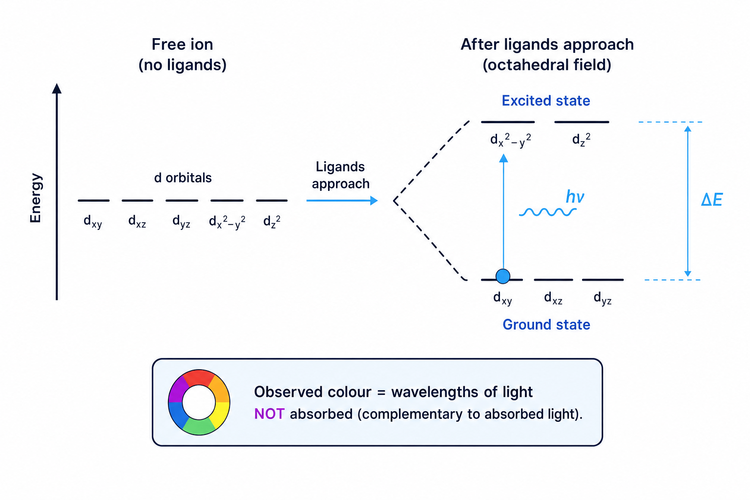 Splitting of d orbitals in a transition metal complex and promotion of a d electron by absorbed light