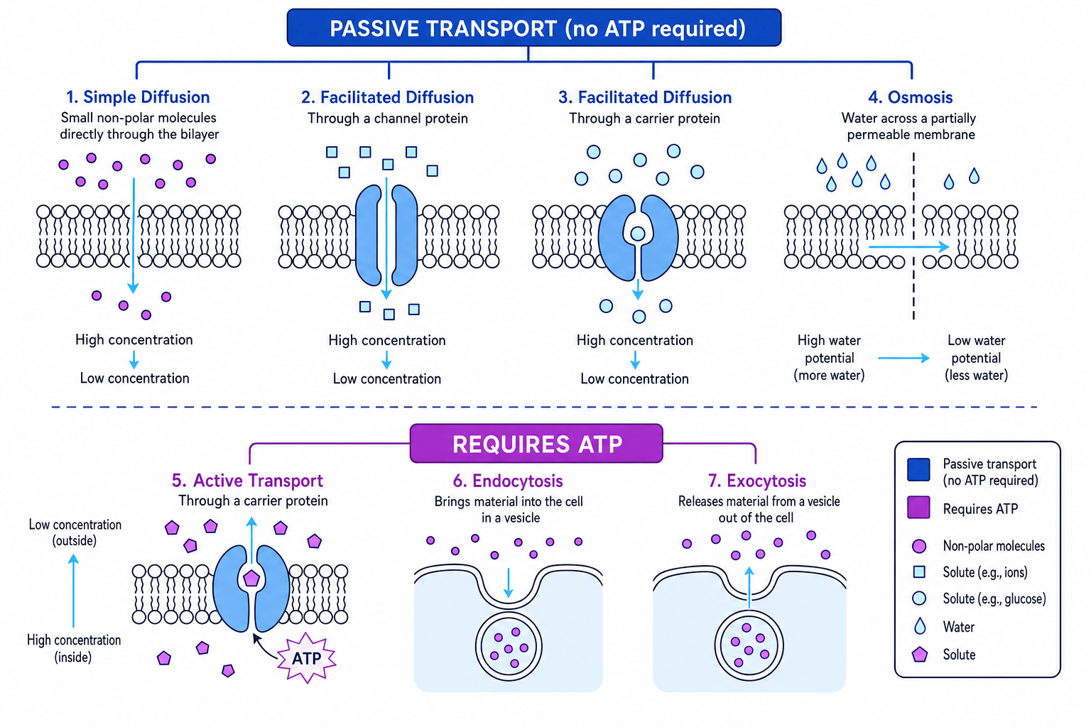 Summary of membrane transport processes including diffusion, facilitated diffusion, active transport, osmosis, endocytosis and exocytosis