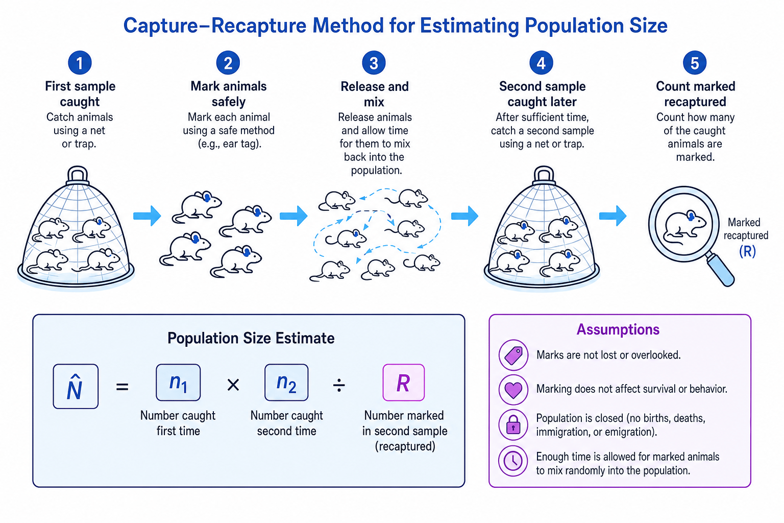Capture-recapture method and formula