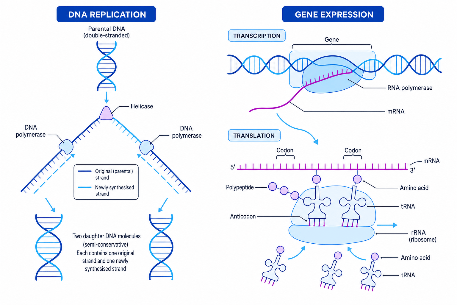 Overview of semi-conservative DNA replication and gene expression