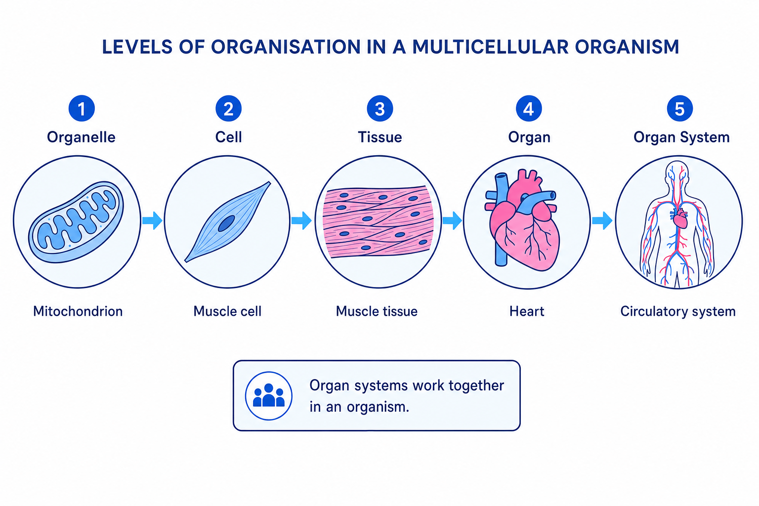 Hierarchy of biological organisation from organelle to cell to tissue to organ to organ system